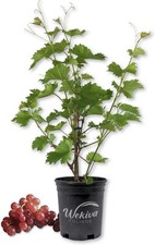Grape vine plant for sale  USA