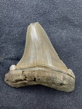Dent mégalodon fossile d'occasion  Brienne-le-Château