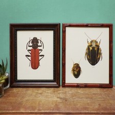 Vintage framed insect for sale  LONDON