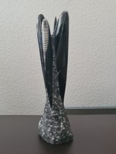 Rthoceras fosilien turm gebraucht kaufen  Stuttgart