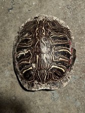 Small snapping turtle for sale  Danville