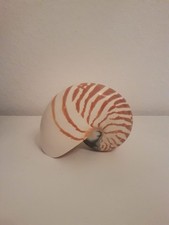 Nautilus perlboot muschel gebraucht kaufen  Viersen