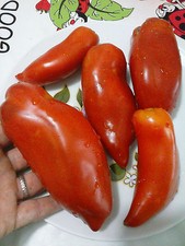 Pomodoro corno delle usato  Tivoli