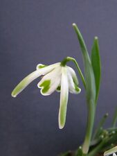 Galanthus nivalis walrus for sale  CAMBRIDGE