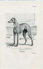 Greyhound dog little for sale  COLEFORD