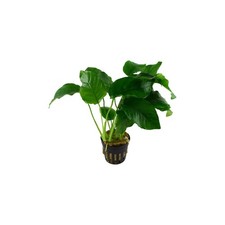 anubias nana petite for sale anubias nana petite for sale Forney