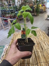 Tomatenpflanze purple calabash gebraucht kaufen  Monheim