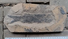 Fossile fische perm gebraucht kaufen  Siegen