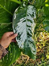 Variated dieffenbachia dumb for sale  USA