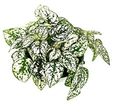 Large hypoestes white for sale  Castaic