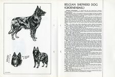 Belgian shepherd groenendael for sale  COLEFORD