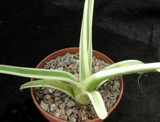 Agave bracteosa variegated for sale  EASTBOURNE