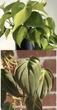 Philodendron combo cuttings for sale  Bethlehem