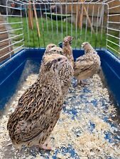 Mix coturnix quail for sale  BARKING