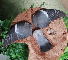 Wood pigeon wings for sale  HALESOWEN