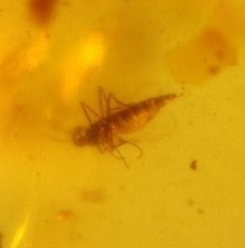 MA23  AMBAR FÓSIL CON INSECTO de 99 millones de años, cretácico Burmite  segunda mano  Embacar hacia Mexico