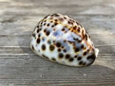 Meeresschnecke cypraea tigris gebraucht kaufen  Bietigheim-Bissingen