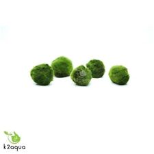 3cm marimo moss for sale  HOUNSLOW