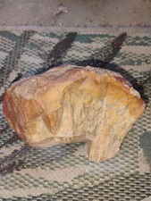 Sparkling agatized coral for sale  Moultrie