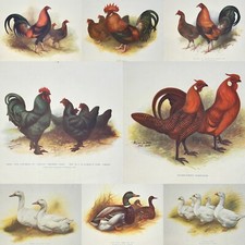 Antique poultry book d'occasion  Expédié en Belgium