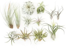Tillandsia jumbo air for sale  Saint Augustine