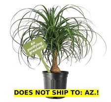 Ponytail palm gal for sale  Miami