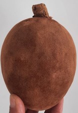 Curiosité taxidermie coquilla d'occasion Curiosité taxidermie coquilla d'occasion  Montpellier-