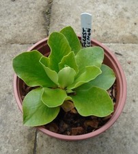 Primula auricula forrest for sale  MORPETH