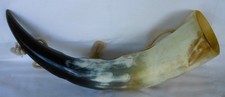 Buffalo cow bull for sale  SOUTHAMPTON