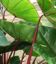 Elephant ear hawaiian for sale  Lakeland