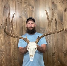 buck skull for sale buck skull for sale Port Matilda