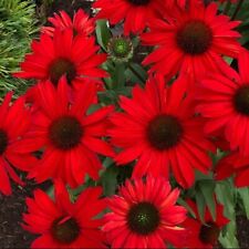 Rudbeckia red shades for sale  CARNFORTH