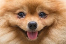 Pomeranian dog face for sale  SELBY