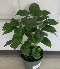 Live coffee tree for sale  Drexel Hill