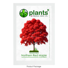Northern red maple for sale  Claremont