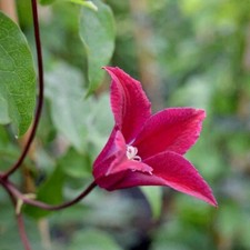 Clematis princess diana for sale  KEIGHLEY