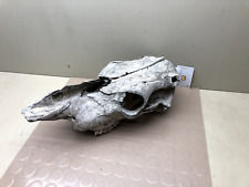 Real cow skull for sale  Swan