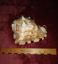 Riesige cassis tuberosa gebraucht kaufen Riesige cassis tuberosa gebraucht kaufen  Grevenbroich