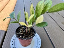 4 houseplants set for sale 4 houseplants set for sale Newport