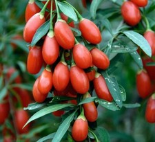 Goji berry seeds d'occasion  Expédié en Belgium