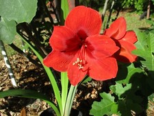 Amaryllis bulb california for sale  Greenwood