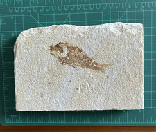 Fish fossil knightia for sale  Thermopolis