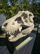 Rex schädel skull gebraucht kaufen  Waxweiler