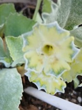Primula aricula helen for sale  LIVERSEDGE