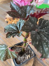 Angel wing begonia for sale  Mckinney