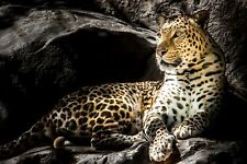 Beautiful leopard cave for sale  Las Vegas
