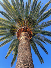 Phoenix canariensis palm for sale  Topanga