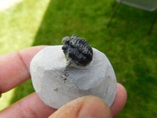 Schöner trilobit gerastos gebraucht kaufen  Limbach-Oberfrohna