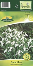 Schneeglöckchen weiss blumenz gebraucht kaufen  Quedlinburg