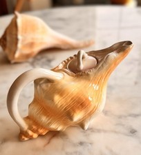 Coastal porcelain conch for sale  Durham